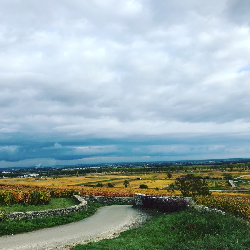 A Day in the Grand Cru Vineyards of Burgundy